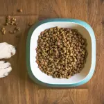 Scegliere il giusto cibo per cani