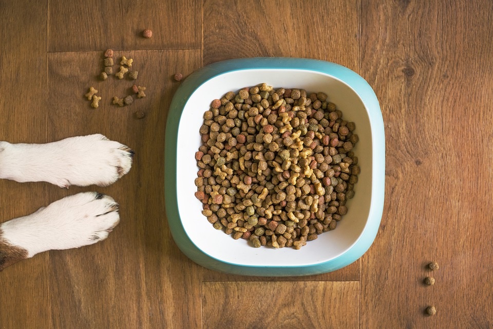 Scegliere il giusto cibo per cani