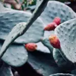 Piante grasse in casa: ecco perché fanno bene al corpo umano